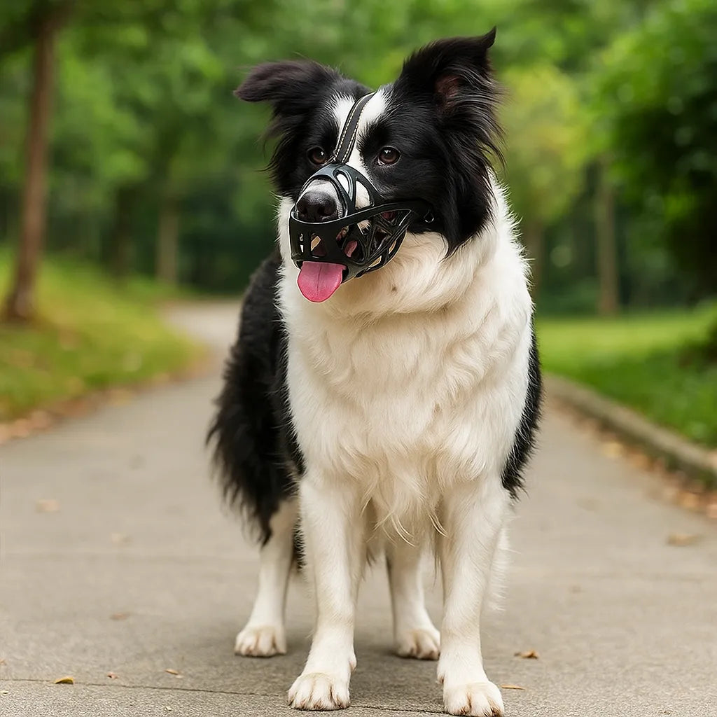 Border Collie mit schwarzem Hundemaulkorb auf einem Parkweg