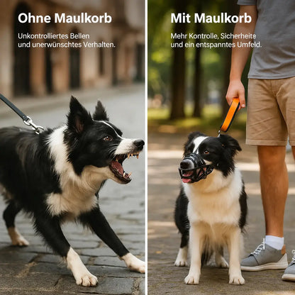Border Collie mit und ohne Maulkorb, Detail