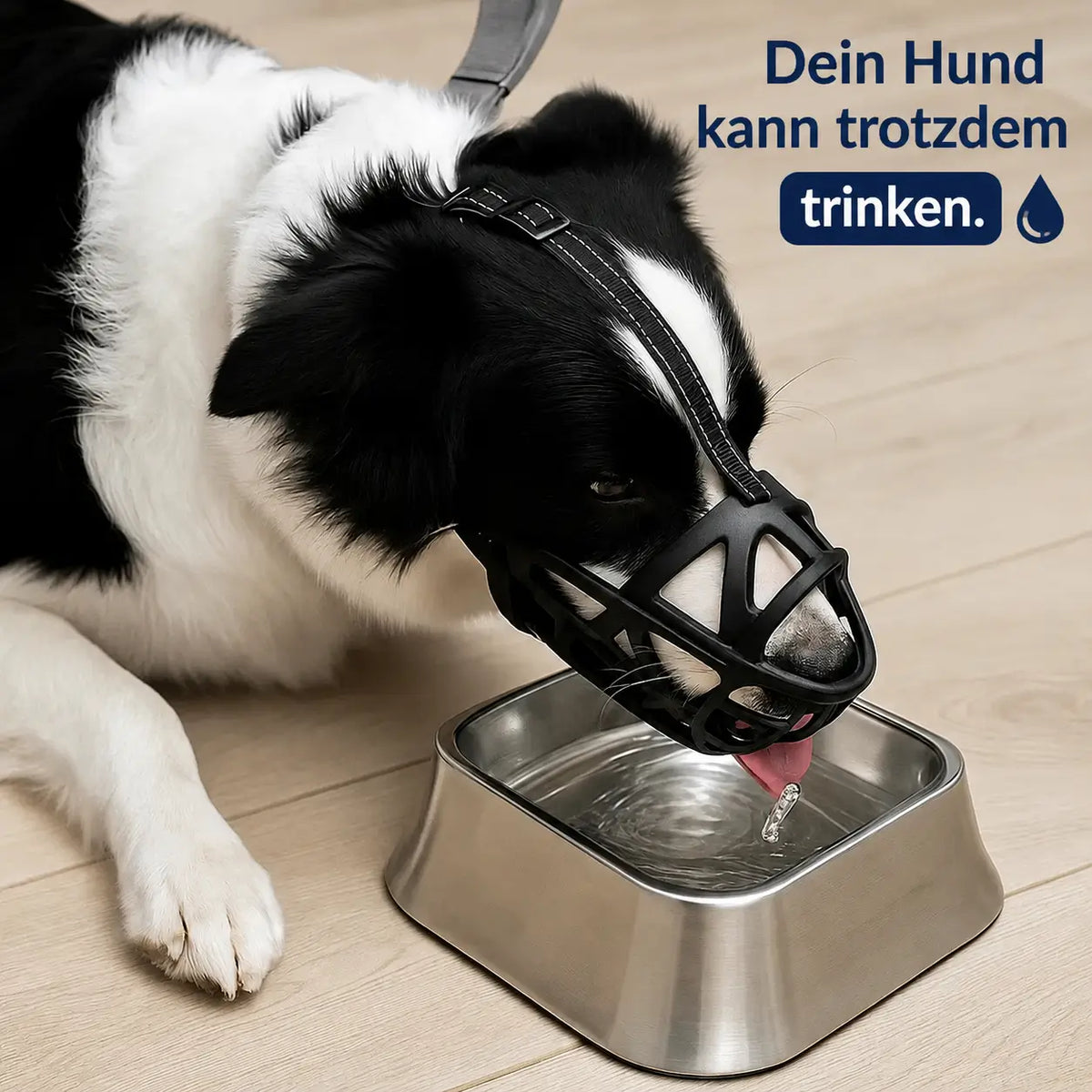 Border Collie mit Hundemaulkorb trinkt aus einem Napf, Detail