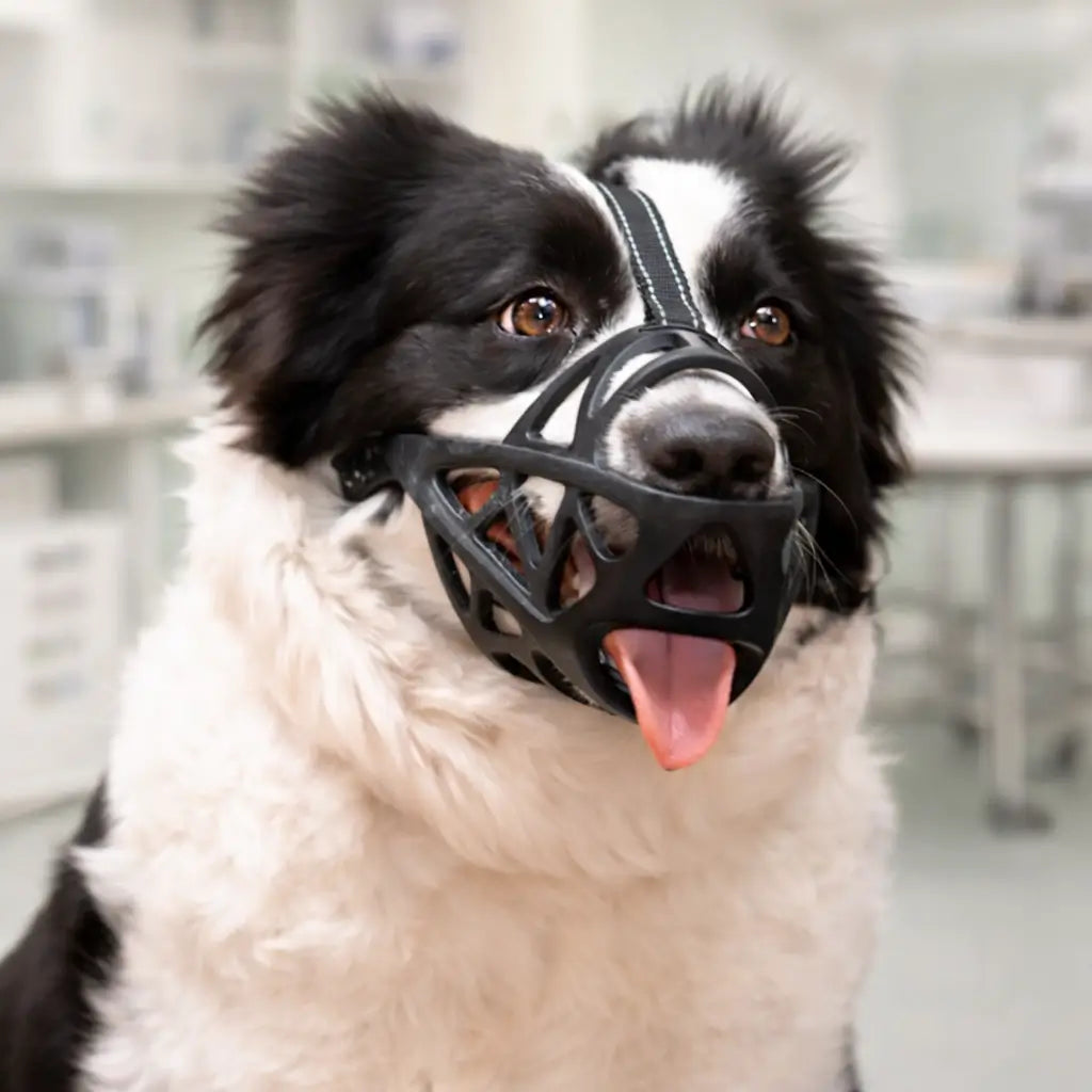 Border Collie mit Maulkorb in einer Tierarztpraxis, Detail