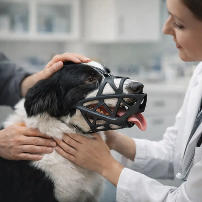 Tierärztin untersucht einen Border Collie mit Maulkorb, Detail
