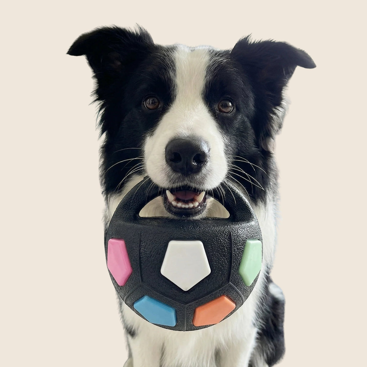 Schwarz-weißer Border Collie hält den schwarzen Ball mit Tragegriff und bunten Fünfeck-Feldern im Maul.