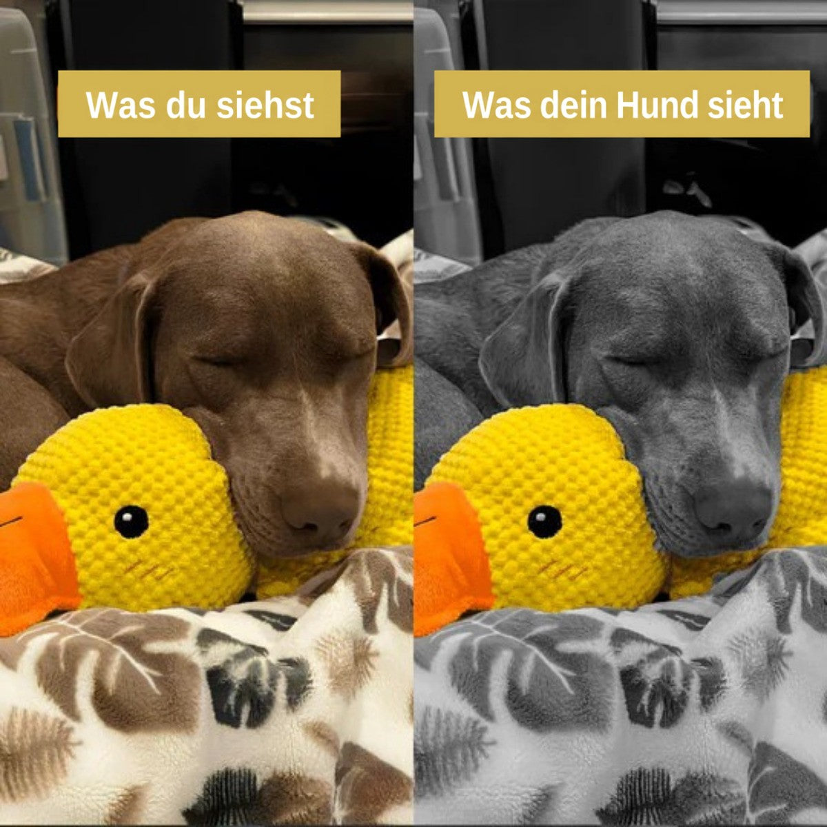 Schlafender brauner Hund liegt mit dem Kopf an der Ente, links in Farbe, rechts in Graustufen 6