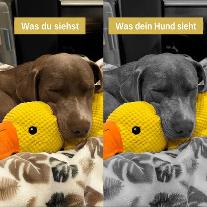 Schlafender brauner Hund liegt mit dem Kopf an der Ente, links in Farbe, rechts in Graustufen 6