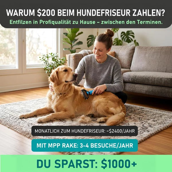 Frau kämmt zu Hause auf dem Teppich einen liegenden Golden Retriever mit dem blauen Rechen, Wohnzimmer im Hintergrund. 2