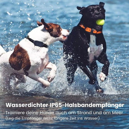 Zwei nasse Hunde mit Halsband spielen im flachen Wasser am Strand, einer trägt einen Ball im Maul 2