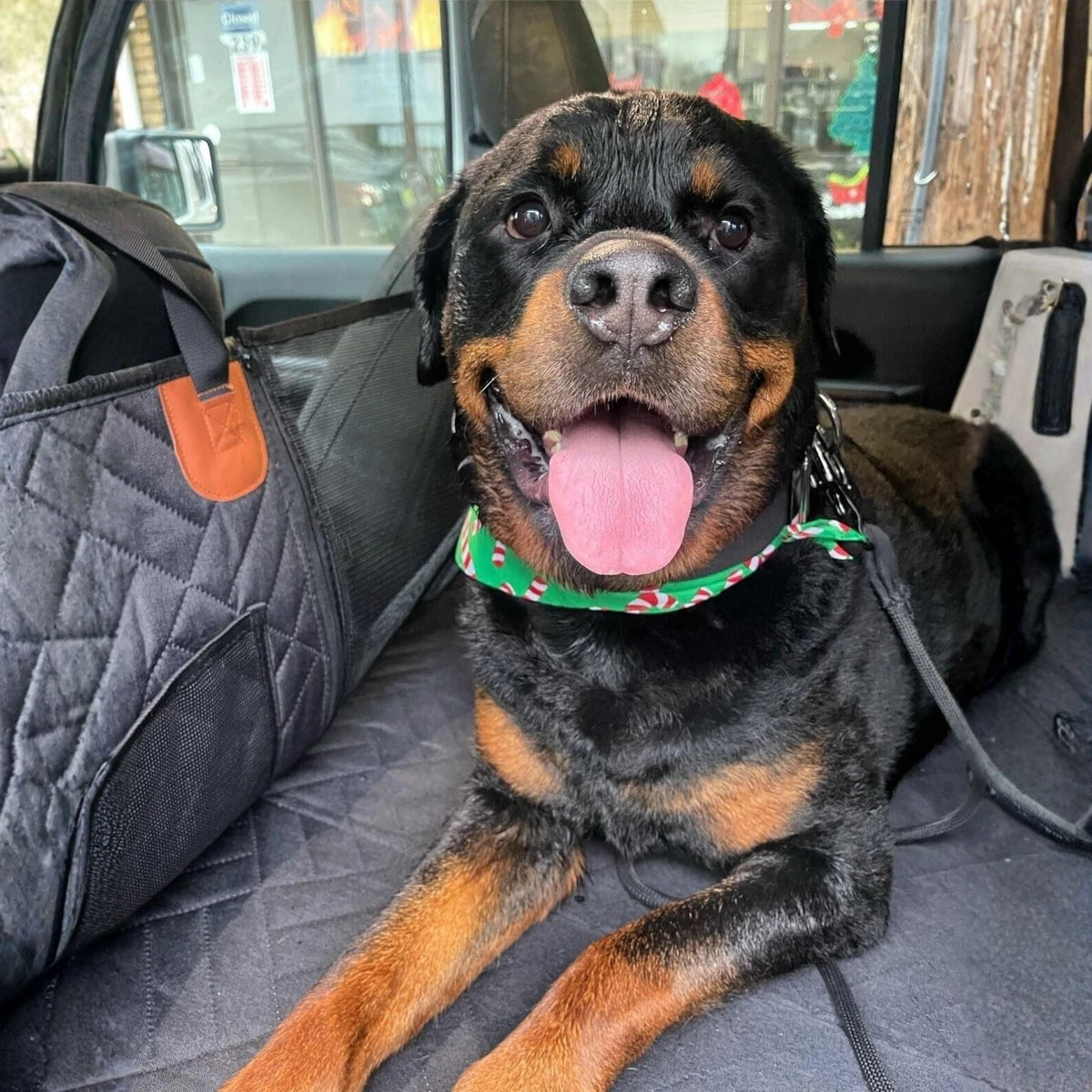 Detail: Lächelnder Rottweiler mit grünem Halstuch auf der schwarzen Auflage mit seitlicher Mesh-Tasche.