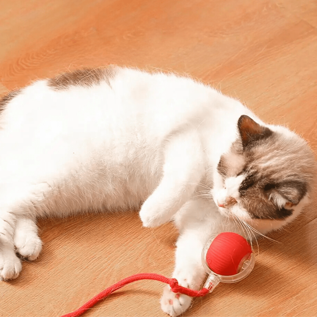 Weiß-braune Katze hält den roten Ball am Seil auf dem Holzboden fest.