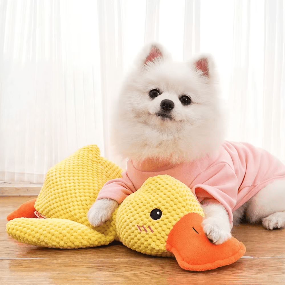 Weißer Spitz im rosa Pullover liegt neben der gelben Plüschente und stützt die Pfote darauf 2
