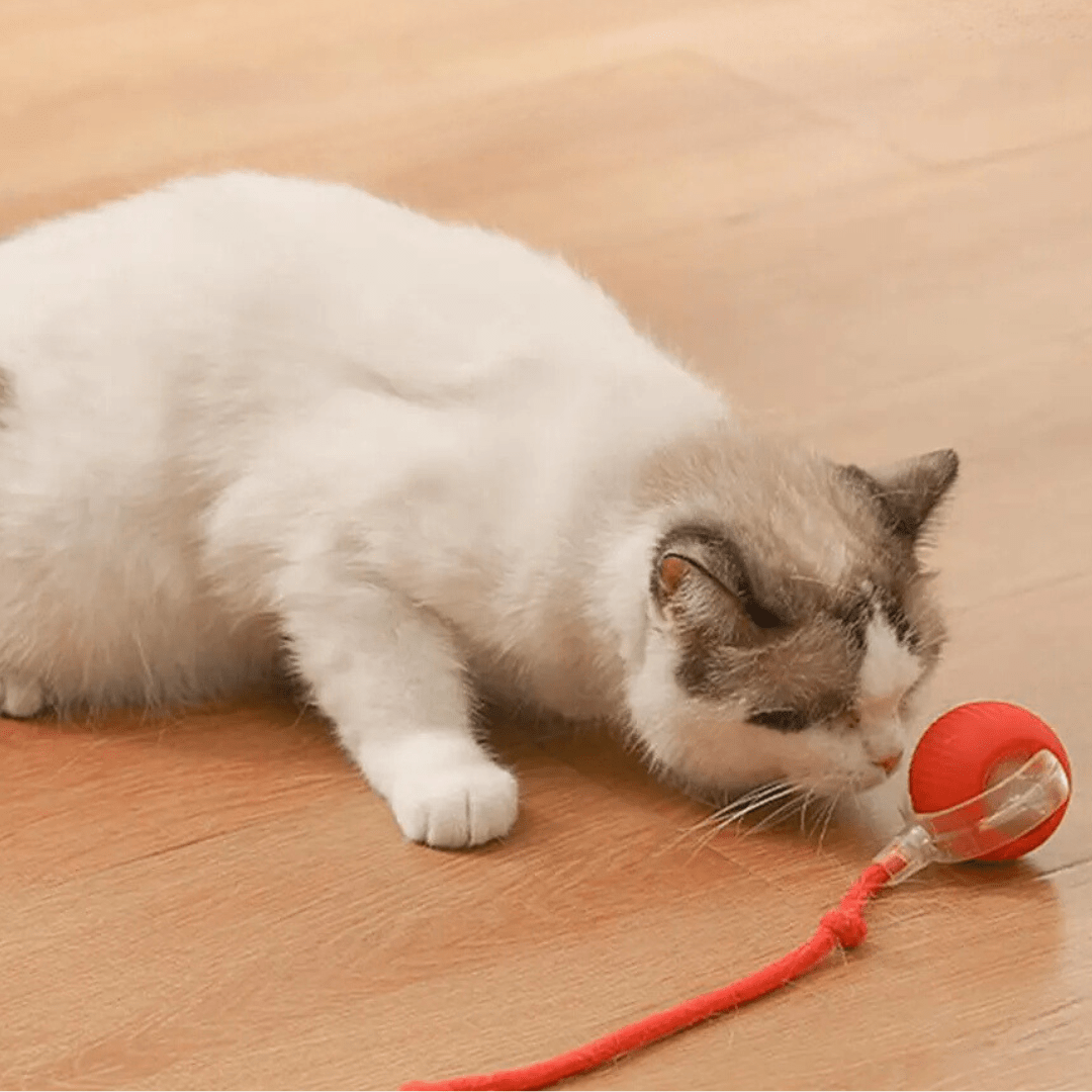Katze beschnuppert den roten Ball mit transparentem Rahmen und rotem Seil auf dem Holzboden.