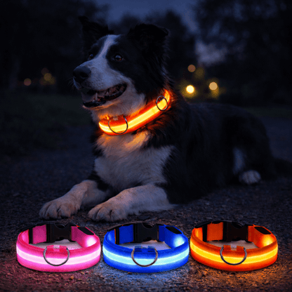 Border Collie trägt abends ein orange leuchtendes Halsband, davor liegen drei leuchtende Halsbänder in Pink, Blau und Orange. 3