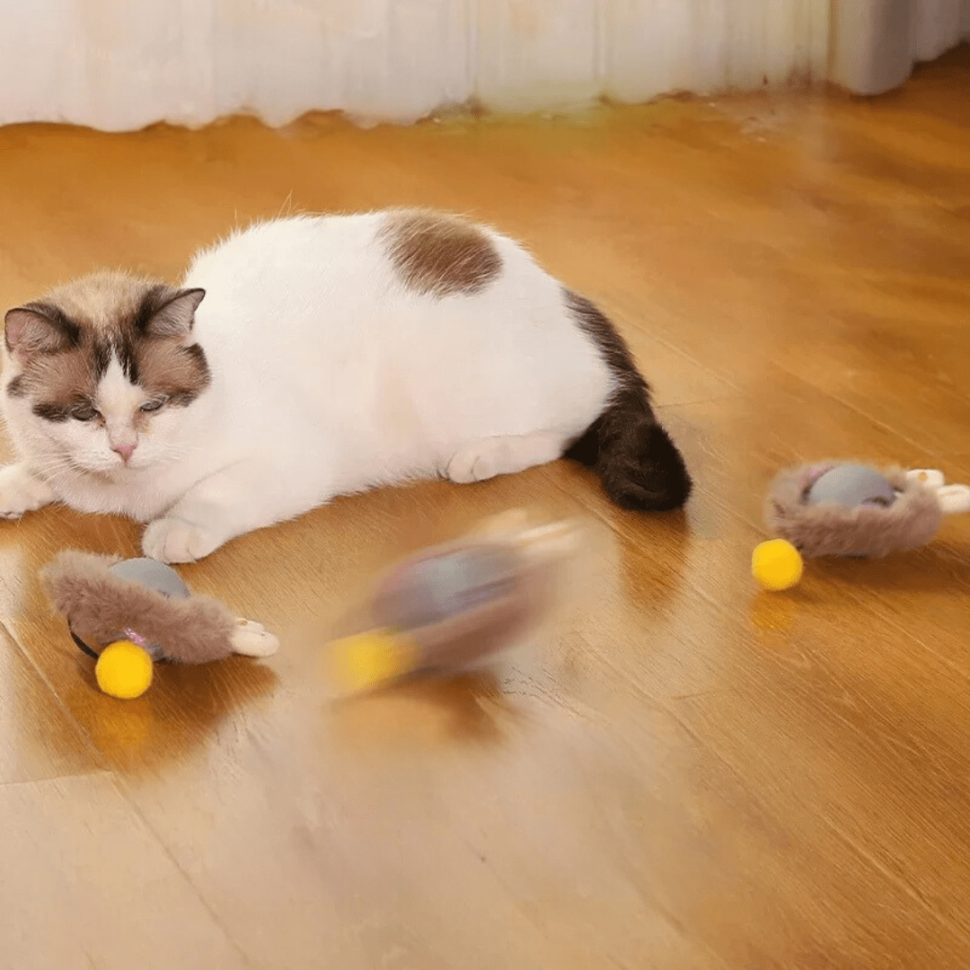 Katze auf Holzboden mit zwei Plüschvarianten mit gelbem Bommel, eine davon in Bewegung.