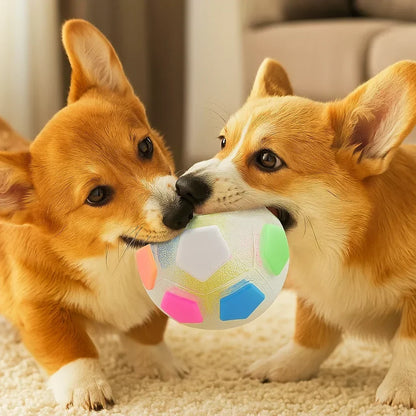 Zwei Corgis halten gemeinsam einen durchscheinenden Ball mit bunten Fünfeck-Feldern im Maul.