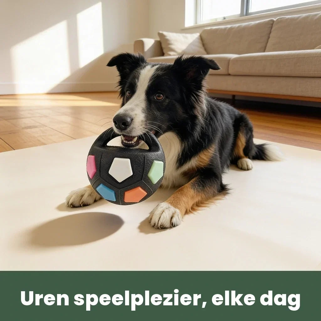 Border Collie hält den schwarzen Ball mit bunten Feldern am Griff im Maul.